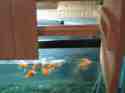 Feeding door open. Look at all the hungry fish!